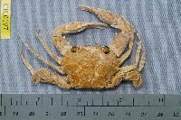 藏品(直額蟳)的圖片